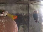 African Lovebirds