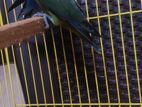 African Love Birds