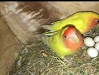 African Lovebirds
