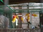 African Lovebirds