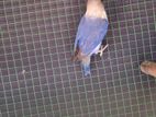 African Love Birds