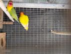 African Lovebirds