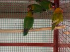 African Love Birds
