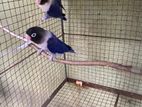 African lovebirds