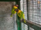 african lovebirds