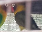 African Lovebirds