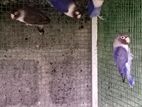 African Love Birds