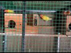 African Love Birds