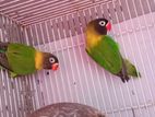 African Love Birds