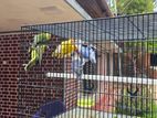 African Lovebirds
