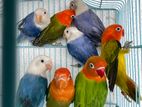 African lovebirds male and females