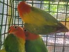 African Lovebirds Mutations