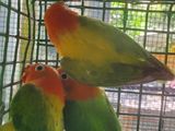 African Lovebirds Mutations