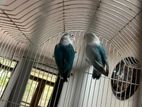 African Lovebirds Pair