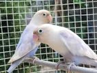 African Lovebirds Pastel Violet Pair
