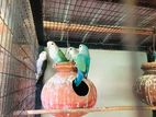 African Love Birds (Peach Faced)