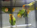 African Love Birds ( Rose Face)