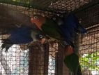 African Love Birds