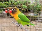 African Lovebirds with Cage
