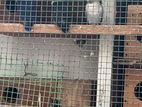 African Love birds with Cage