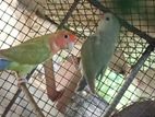 African Love Birds