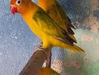 African Love Birds