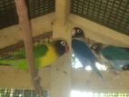 African Love Birds
