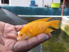 African Malawi Cichlids