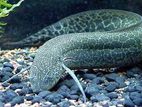 African Marbled Lungfish