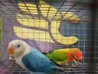 African Opaline Birds