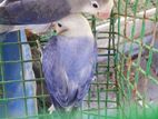 African Opaline Love Birds