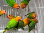 African Opaline Mutation