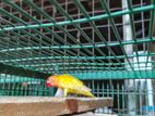 African Bird Pair