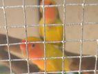African Love Birds