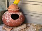 African Parrots