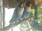 African Rimed Eye Lovebird Pair