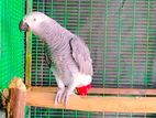 African Grey Parrot