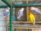 African Bird