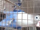 African Birds