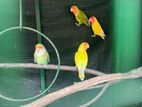 African Love Birds