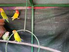 Love Birds