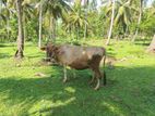 Jersey එළදෙන