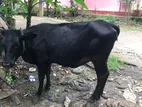 Farm Cow