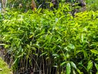 Agarwood Plants