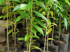 Agarwood Plants