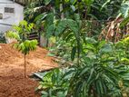 Agarwood Plant