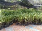 Agarwood Plants