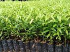 Agarwood Plants