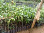 Agarwood Plants