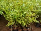 Agarwood Plants